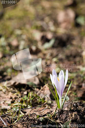 Image of the first flower of spring