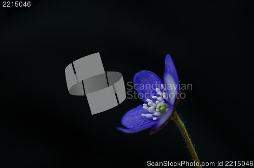 Image of Common Hepatica close up