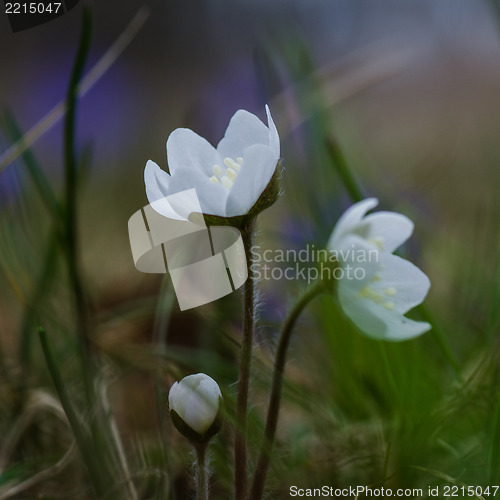Image of Small group of white flowers