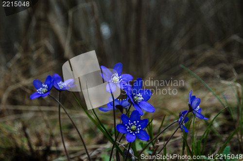 Image of Group of Common Hepatica