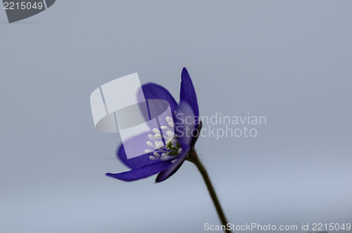 Image of Common Hepatica close up