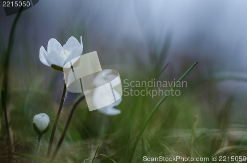 Image of White spring flowers