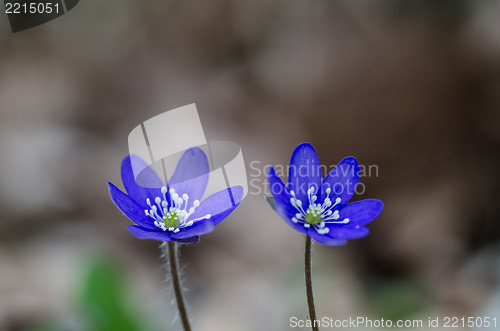 Image of Two Common Hepatica