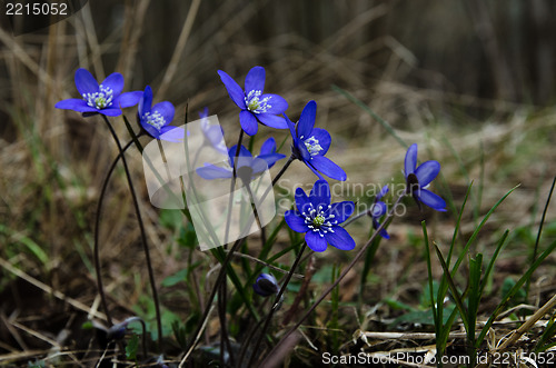 Image of Group of Common Hepatica