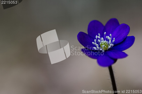 Image of Single Common Hepatica