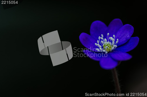 Image of Common Hepatica closeup