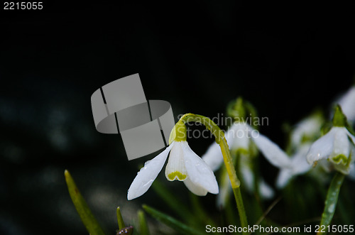 Image of Snowdrop close up