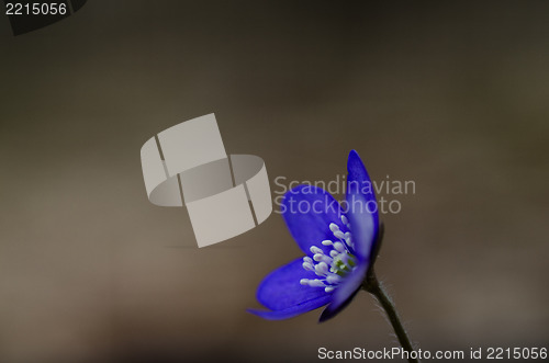 Image of Common Hepatica close up