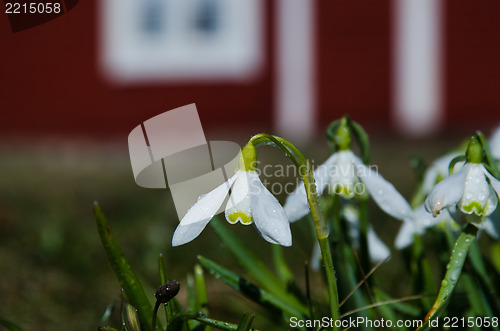 Image of Snowdrops