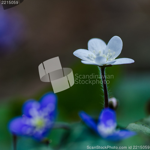 Image of White Common Hepatica