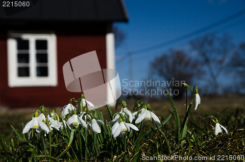 Image of Group of snowdrops