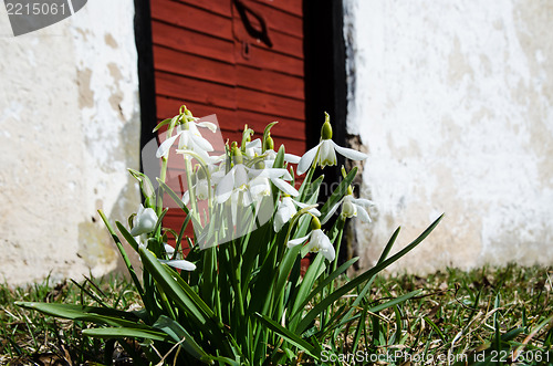 Image of Group of snowdrops