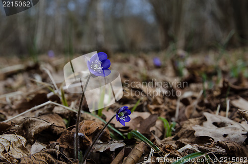 Image of Common Hepatica in forest