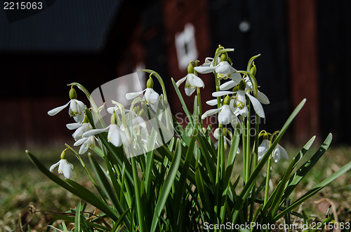 Image of Group of snowdrops