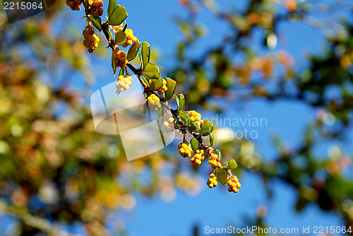 Image of Yellow berberis flower buds in the sun