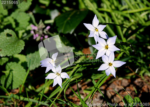 Image of Spring starflowers among green foliage