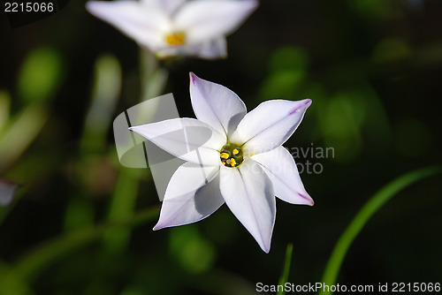 Image of Closeup of a spring starflower 