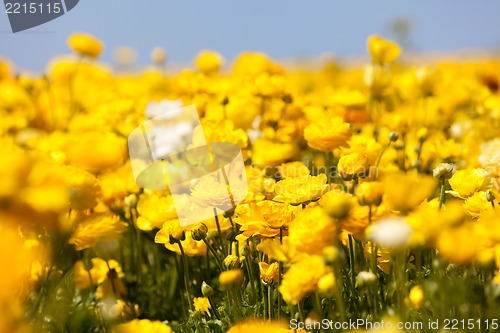 Image of blooming ranunuculuses