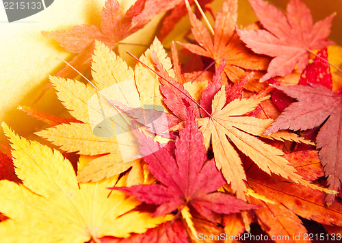 Image of Autumn maple leaves background