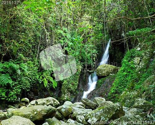 Image of Forest with waterfall