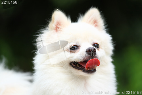 Image of White Pomeranian dog