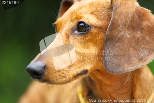 Image of dachshund dog