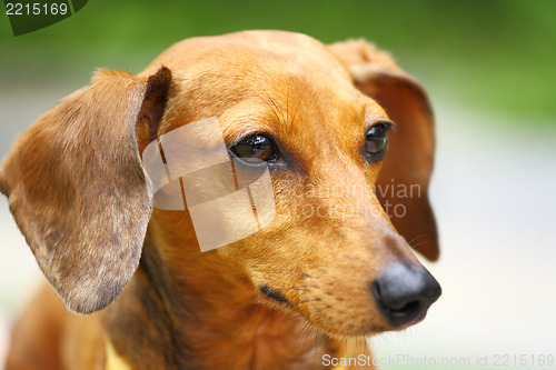 Image of dachshund dog