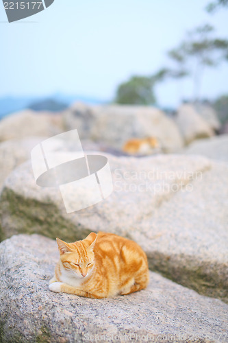 Image of Street cat