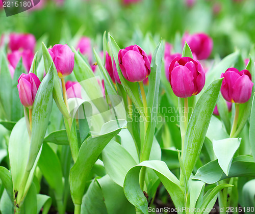 Image of Colorful tulips