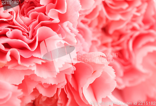Image of Pink carnation flower close up