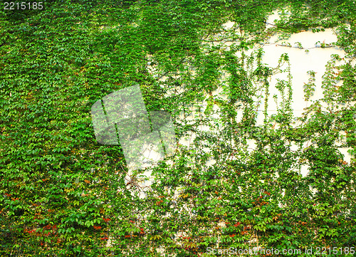 Image of Green Wall