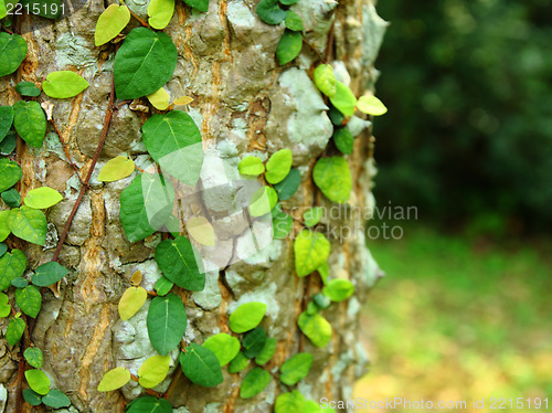 Image of Ivy on tree bark