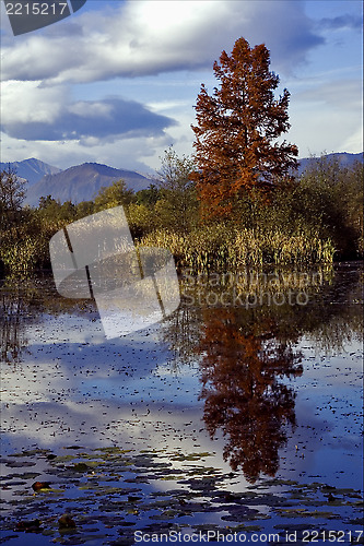 Image of autumn lake and marsh moor 