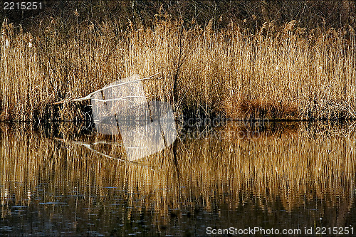 Image of marshy abstract   in the north of italy