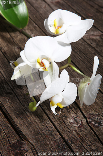 Image of Spray of white phalaenopsis orchids