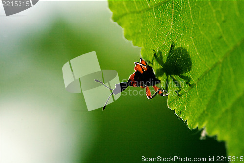 Image of   down of  wild red carabidae coccinellidae 