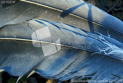 Image of feather front of little  crow plumage blue and abstract 