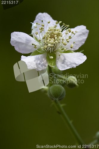 Image of germanica  malus sylvestris pyrus