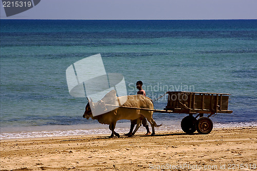 Image of  people dustman lagoon worker animal 