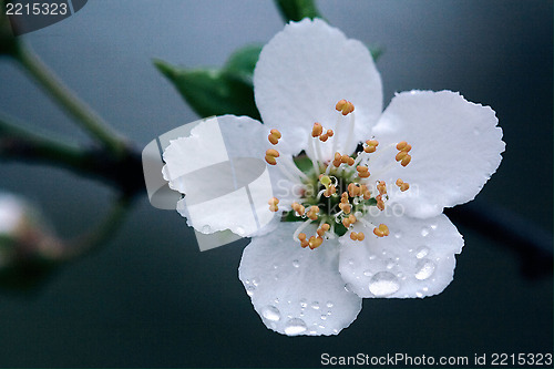 Image of rosa sempervirens ulmifolius arvensis mespilus