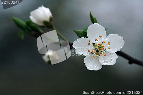 Image of ulmifolius arvensis mespilus germanica  malus 