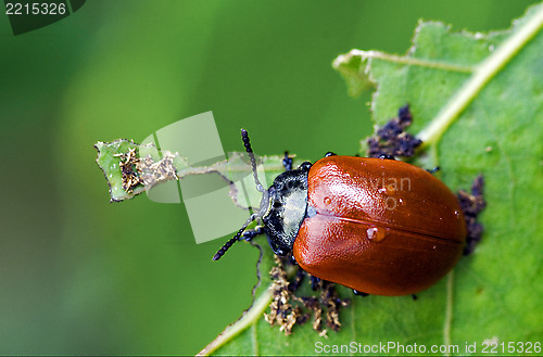 Image of red cercopidae vulnerata coccinellidae anatis ocellata coleopter