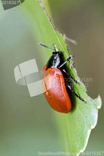 Image of wild red cercopidae vulnerata coccinellidae  ocellata