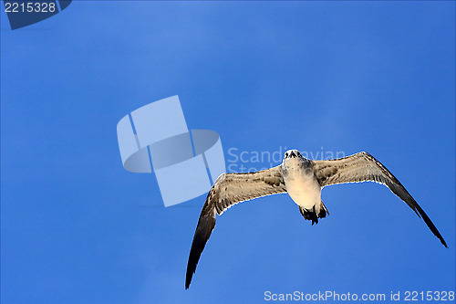 Image of  sea gull flying the sky in mexico playa del carmen