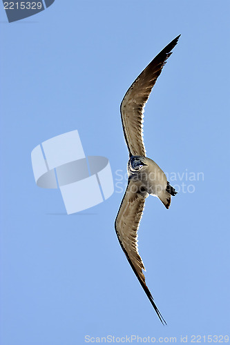 Image of the front of sea gull flying  