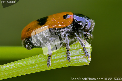 Image of the side of  wild red cercopidae 