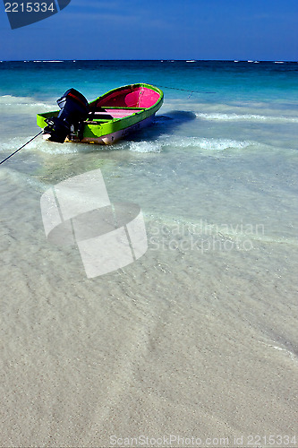 Image of sea weed  in mexico 