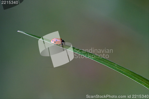 Image of anatis ocellata coleoptera on a grass 