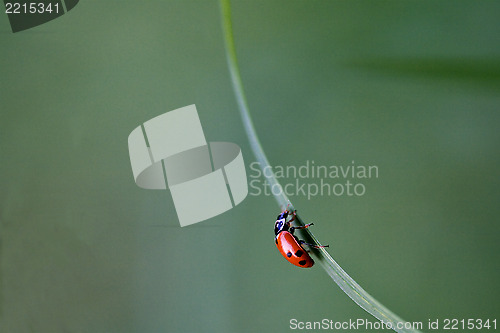 Image of ladybug coccinellidae anatis ocellata