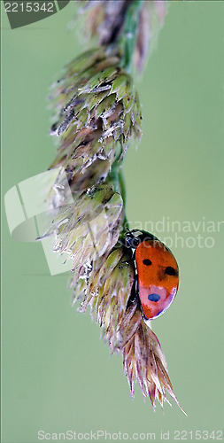 Image of the side of  wild red ladybug coccinellidae anatis ocellata 